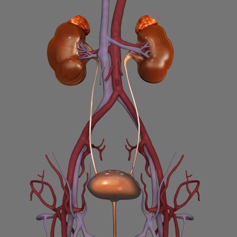 Urologen Berlin lokalisieren Blasensteine